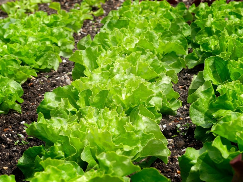 Vegetable Patches