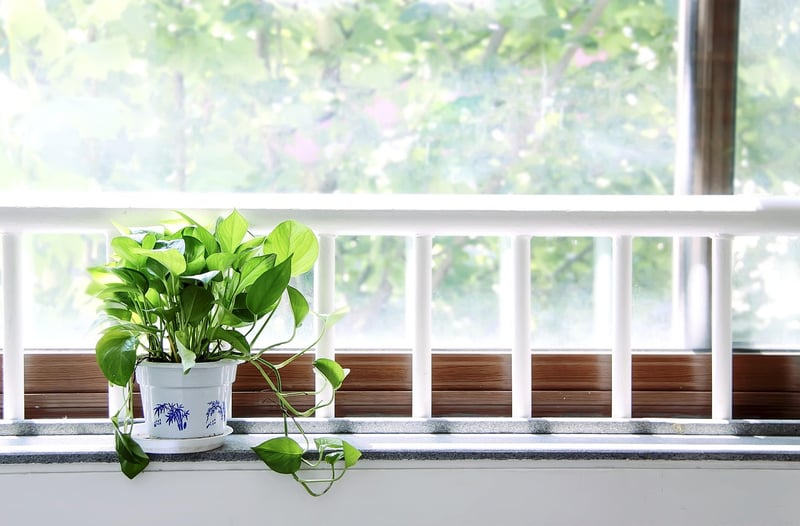 Windowsill Herbs