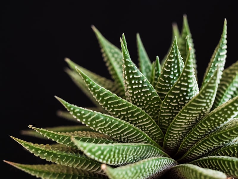 Desk Succulent